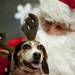 Ten-year-old beagle Miss Jane is photographed with santa at Pet Supplies plus on Saturday. Daniel Brenner I AnnArbor.com